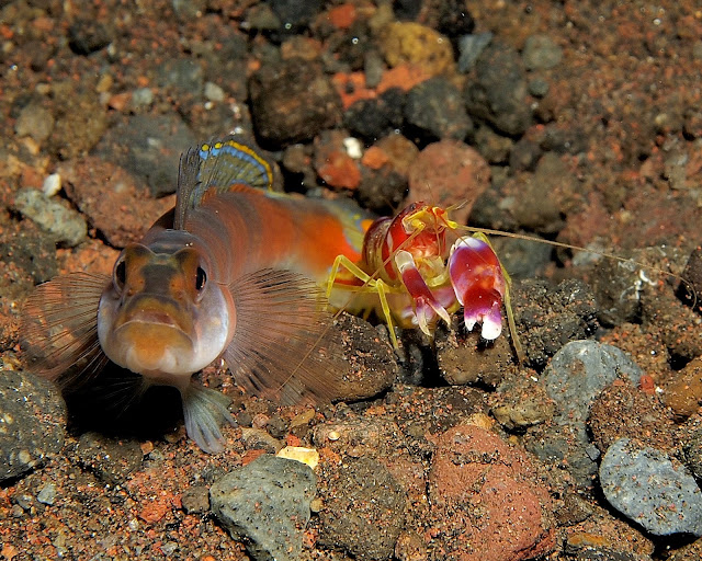 Pistol Shrimp and Goby