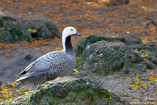 Ganso emperador Chen Anser canagicus emperor goose