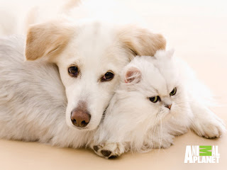 Cats and Dogs Wallpaper 