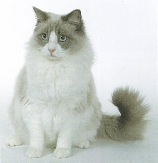 ragdoll cats kitten pussycat grimalkin mace pisik kotka gat kocka kass pusa kissa gato katze macska kottur kakis kate qattus kot pisica katt kedi con meo kucing breeds pets huisdieren animaux de compagnie Haustiere animais Animale de companie animales domesticos cat domestic