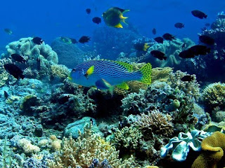 Australia Barrier Reef