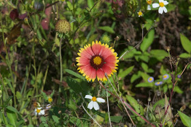 Indian Blanket (Gaillardia pulchella)