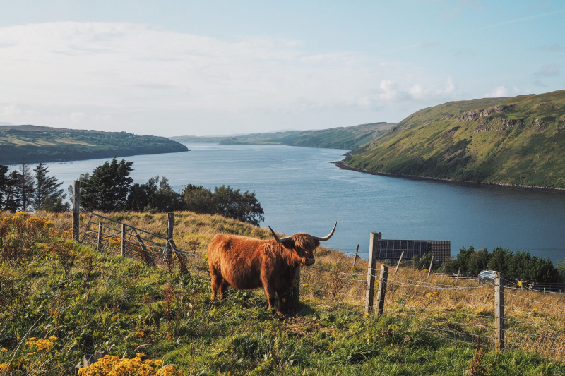 Vache des Highlands croisée sur l'île de Skye en Ecosse