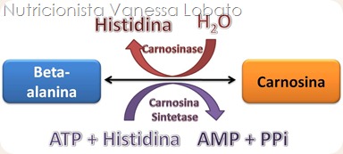 Carnosina e beta alanina