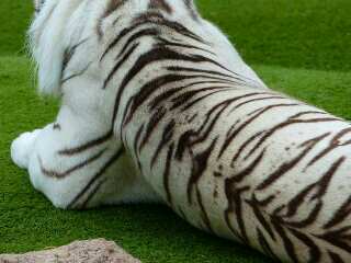 Kasiat dan manfaat kulit harimau sang raja rimba yang ditakuti lawanya