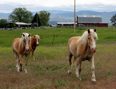 Palomino Horses