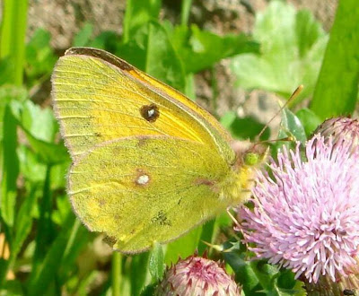 The Clouded Yellow Butterfly | Amateur Photography | Na