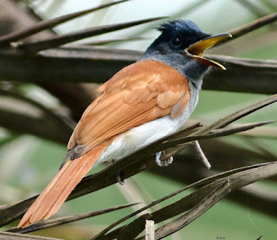 Indian Paradise-Flycatcher