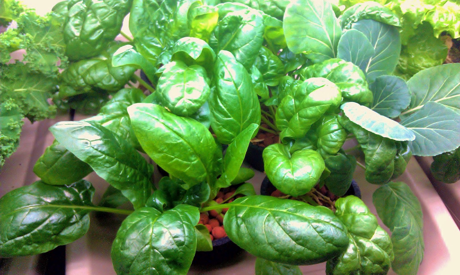 Backyard Urban Gardening - Grow Your Own Food: More Hydroponics in the 