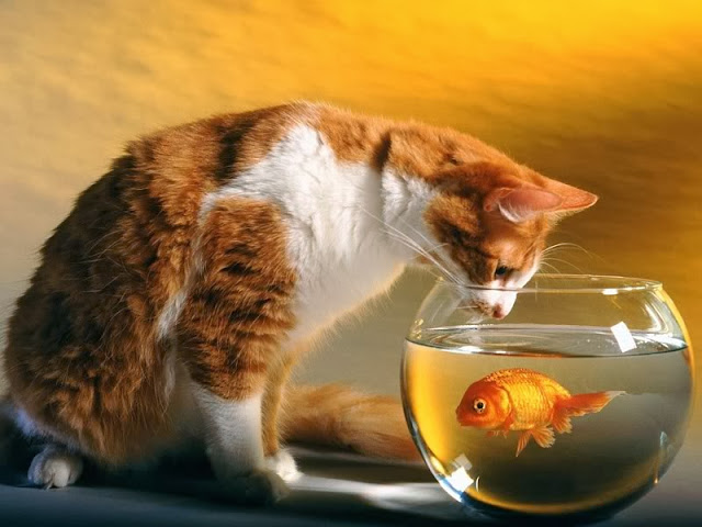 Beautiful Cat & Gold Fish HD Wallpaper Free