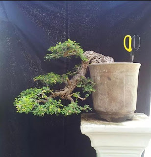 bonsai