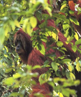 Orangutans