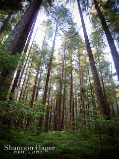 Shannon Hager Photography, Forest, Hiking