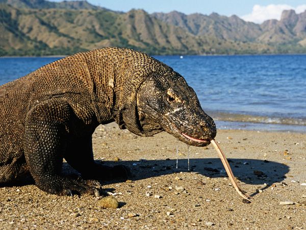Monster Bego Sejarah Pulau Komodo di Kepulauan Nusa 