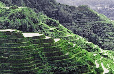 Banaue Rice Terraces In Phillipines