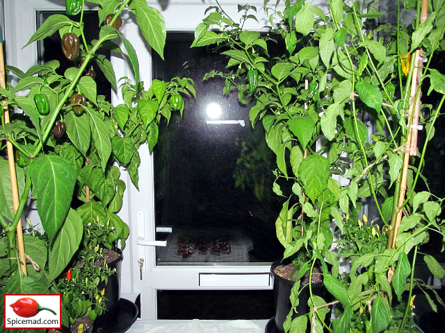 Chilli Plants in the Porch - 2nd September 2023