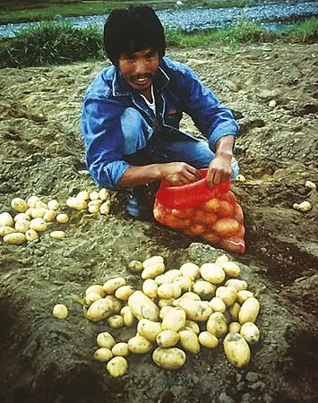 Vegetable farmer with his harvest of cabbages and potatoes