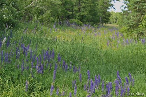 Lupines near becida and Yellow Hawkweed