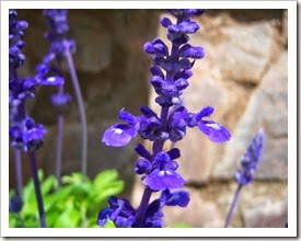 Botanic Serrat Salvia azul 3