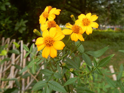 芳香萬壽菊的花序