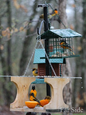 oriole Feeder