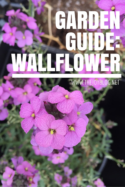 How to guide for growing wallflowers