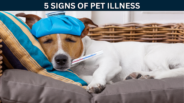 5 signs of pet illness