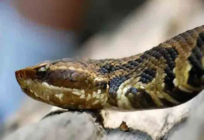 News,World,international,Local-News,Flight,Passengers,Travel,Snake, Snake on a plane: Passengers scream as rogue reptile spotted on US flight