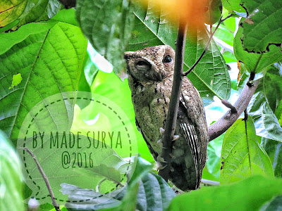 Bird photography for Collared Scops Owl, pls contact madesuryawestbali@gmail.com