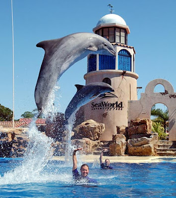 Fotografia de espectaculo con delfines 