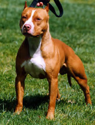 american pitbull terrier