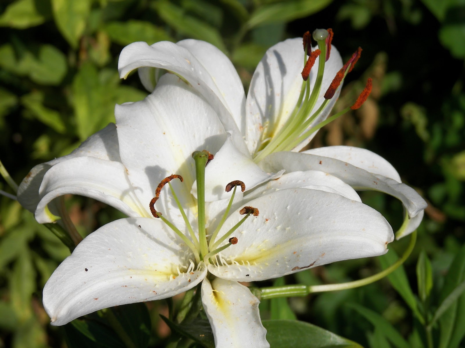 For the Love of Gardening: Play It Again Bogey!