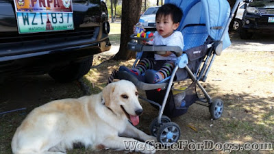 mhershey - golden retriever guarding baby