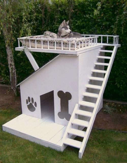 Cool Dog House