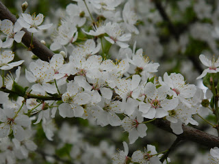 Imagini pentru imagini cu pomi cu flori albe