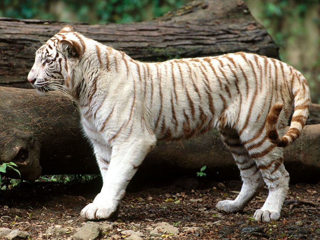 Baby white tiger wallpaper |Funny Animal