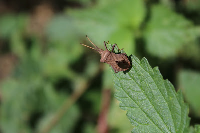 Zuringrandwants - - Coreus marginatus