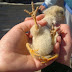 La Rioja, Milagro: Nació un pollito con 4 patas
