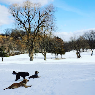 Dogs enjoying the beauty of the Don Valley Golf Course, Toronto.