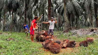 Sawit Semakin Meroket, Harga TBS Satu Minggu kedepan Naiik Menjadi Rp 4.183,51/Kg. 