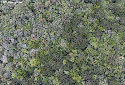 projeto conexão araucária, restauração ecológica, sociedade de pesquisa em vida selvagem e educação ambiental, Paraná, Mata Atlântica, conservação da natureza, novo código florestal, araucária, recuperação ambiental, icmbio, floresta, natureza, meio ambiente