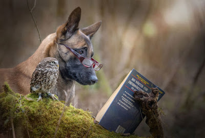 Clever intellectual dog