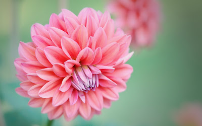 Flores bonitas y grandes de color rosa