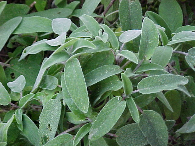 Sage Herb Plant