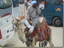 Giza Camel Ride Vendor (Small)