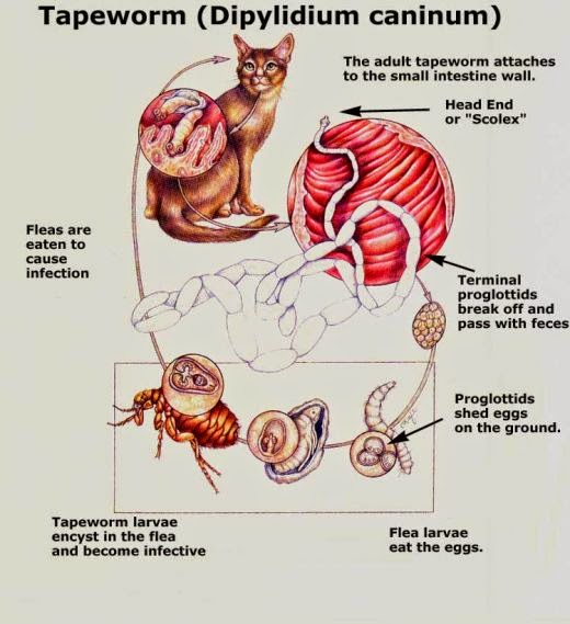 Cat Lucky: Intestinal Parasites in Cats - Tapeworms and Stomach Worms
