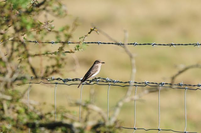 Spotted Flycatcher at Adder Alley Pulborough Brooks