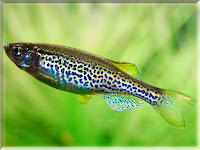 Zebra Danio Fish Pictures
