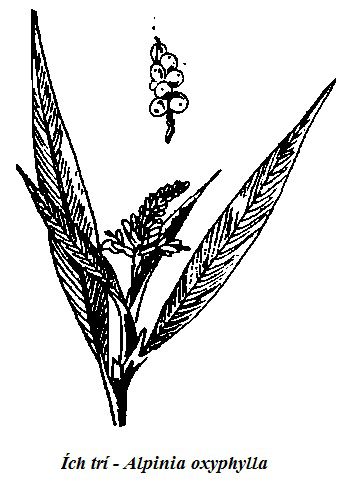 Hình vẽ Ích trí - Alpinia oxyphylla - Nguyên liệu làm thuốc Chữa Bệnh Tiêu Hóa