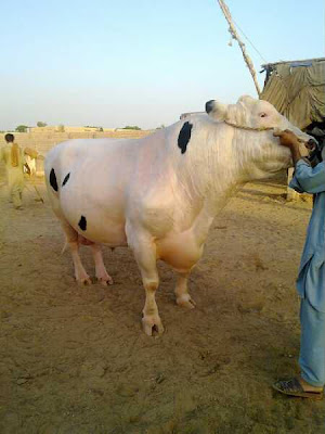 Cool Fun 2012: Cows for year 2010 Eid ul Azha